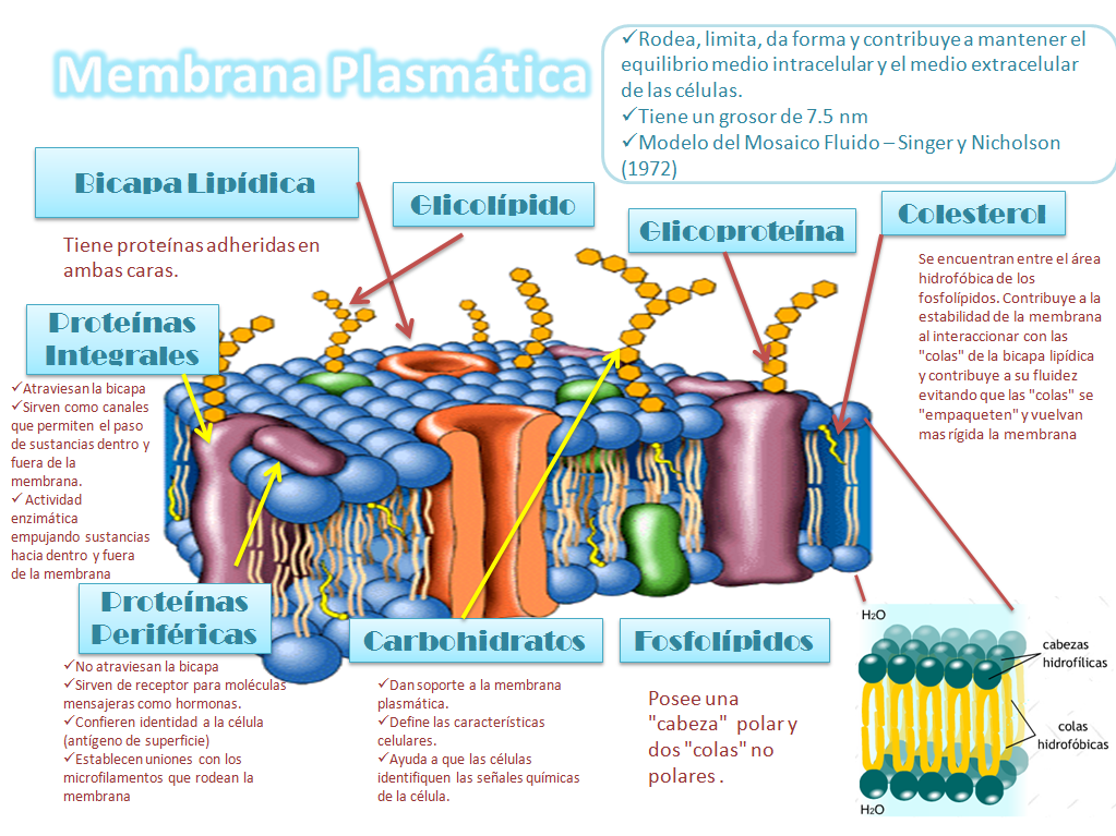 Cual es la funcion de la membrana plasmatica